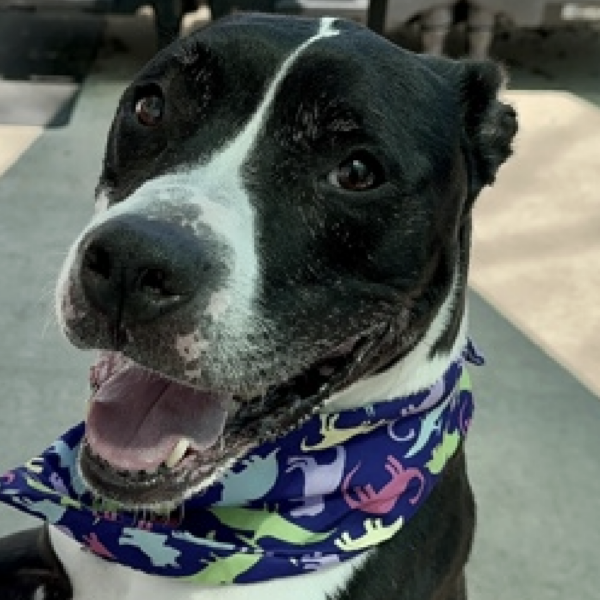 Luis, a black and white mixed breed available for adoption at ANimal Care Centers of NYC. He;'s 49 lbs, nine years old